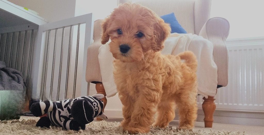 Peaches the Cockerpoo Cockerpoo puppy