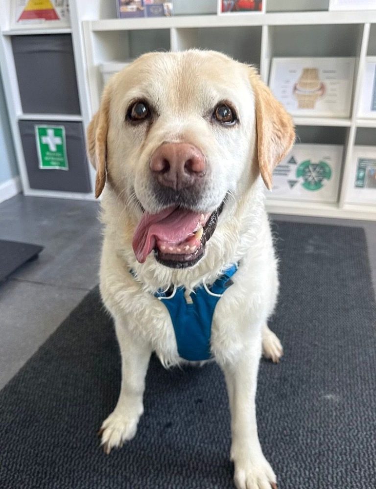 Mae the Labrador Happy Labrador